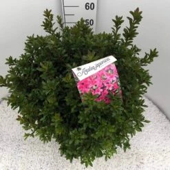 Japanse Azalea (Rhododendron 'Madame Van Hecke') -DIRECTPLANT Winkel rho. aj mme van hecke c15 1