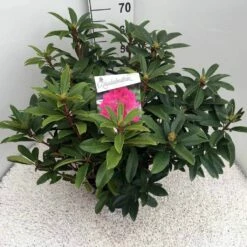 Rhododendron (Rhododendron 'Anah Kruschke') -DIRECTPLANT Winkel rho. anah kruschke c10 50 cm 1