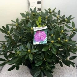 Rhododendron (Rhododendron Catawbiense 'Grandiflorum') -DIRECTPLANT Winkel rho. cat grandiflorum c20