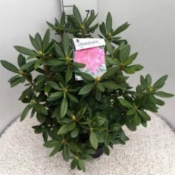 Rhododendron (Rhododendron 'Cosmopolitan') -DIRECTPLANT Winkel rho. cosmopolitan c10 50 cm 1