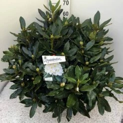 Rhododendron (Rhododendron 'Cunningham White') 31 Rhododendron (Rhododendron 'Cunningham White') -DIRECTPLANT Winkel rho. cunn white c20 1