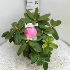 Rhododendron (Rhododendron 'Germania') 33 Rhododendron (Rhododendron 'Germania') -DIRECTPLANT Winkel rho. germania c10 50 cm