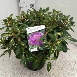 Rhododendron (Rhododendron 'Goldflimmer') -DIRECTPLANT Winkel rho. goldflimmer c10 50 cm 2