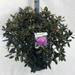 Rhododendron (Rhododendron 'Goldflimmer') -DIRECTPLANT Winkel rho. goldflimmer c30 1