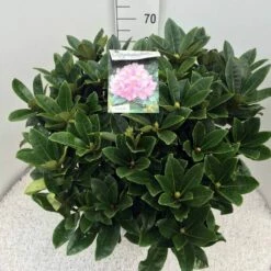 Rhododendron (Rhododendron 'Gomer Waterer') -DIRECTPLANT Winkel rho. gomer waterer c20 1