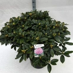 Rhododendron (Rhododendron 'Gomer Waterer') -DIRECTPLANT Winkel rho. gomer waterer c40