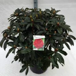 Rhododendron (Rhododendron 'Halfdan Lem') -DIRECTPLANT Winkel rho. halfdan lem c40 1
