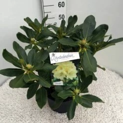 Rhododendron (Rhododendron 'Horizon Monarch') -DIRECTPLANT Winkel rho. horizon monarch c10 50 cm