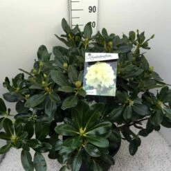 Rhododendron (Rhododendron 'Horizon Monarch') -DIRECTPLANT Winkel rho. horizon monarch c20