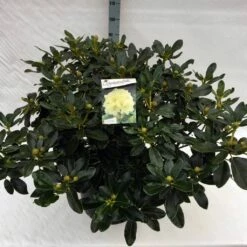 Rhododendron (Rhododendron 'Horizon Monarch') -DIRECTPLANT Winkel rho. horizon monarch c40