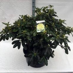 Rhododendron (Rhododendron 'Horizon Monarch') -DIRECTPLANT Winkel rho. horizon monarch c80