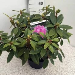 Rhododendron (Rhododendron 'Kokardia') -DIRECTPLANT Winkel rho. kokardia c10 50 cm 2