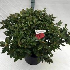 Rhododendron (Rhododendron 'Lord Roberts') -DIRECTPLANT Winkel rho. lord roberts c40 1