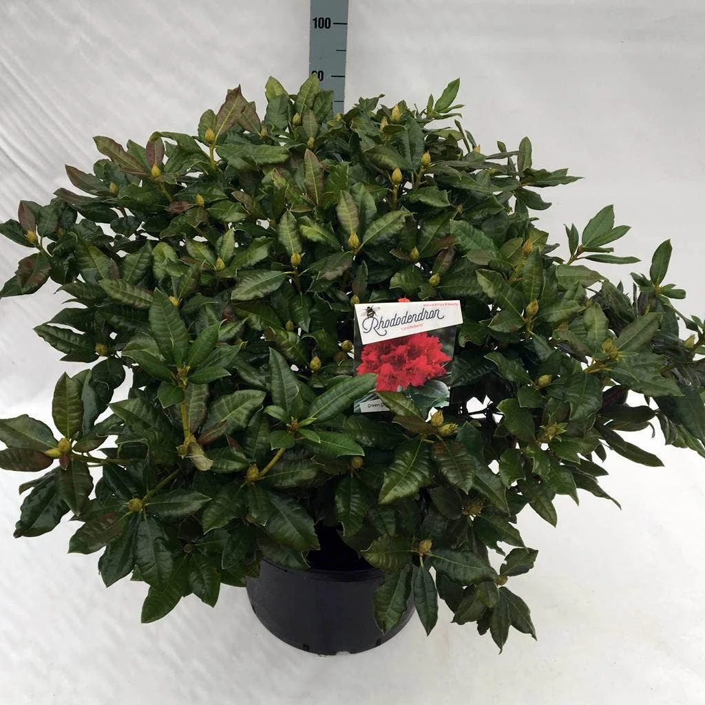 Rhododendron (Rhododendron 'Lord Roberts') 7 Rhododendron (Rhododendron 'Lord Roberts') - Afbeelding 5