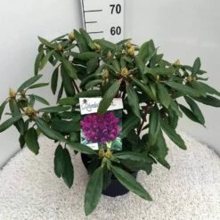Rhododendron (Rhododendron 'Marcel Menard') -DIRECTPLANT Winkel rho. marcel menard c10 50 cm
