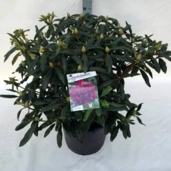 Rhododendron (Rhododendron 'Marcel Menard') -DIRECTPLANT Winkel rho. marcel menard c30 1