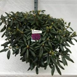 Rhododendron (Rhododendron 'Marcel Menard') -DIRECTPLANT Winkel rho. marcel menard c40 1