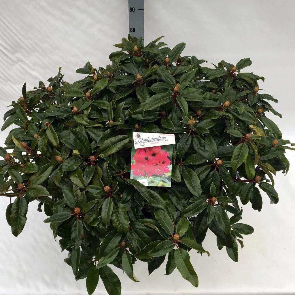 Rhododendron (Rhododendron 'Marie Forte') 9 Rhododendron (Rhododendron 'Marie Forte') - Afbeelding 7