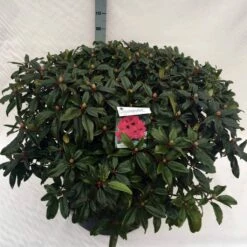 Rhododendron (Rhododendron 'Marie Forte') 23 Rhododendron (Rhododendron 'Marie Forte') -DIRECTPLANT Winkel rho. marie forte c80 1