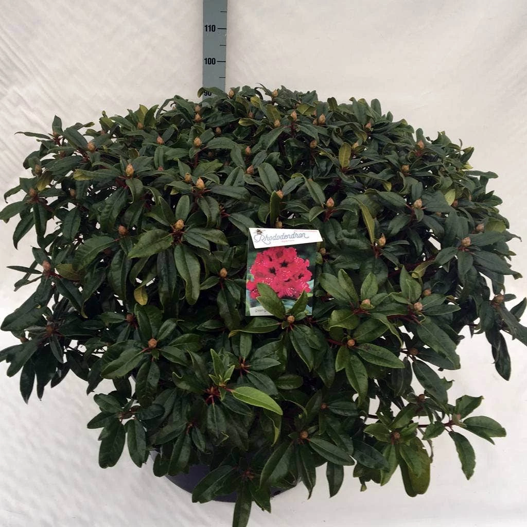 Rhododendron (Rhododendron 'Marie Forte') 12 Rhododendron (Rhododendron 'Marie Forte') - Afbeelding 10