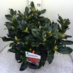 Rhododendron (Rhododendron 'Markeeta's Prize') -DIRECTPLANT Winkel rho. markeeta s prize c20
