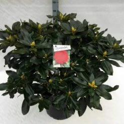 Rhododendron (Rhododendron 'Markeeta's Prize') -DIRECTPLANT Winkel rho. markeeta s prize c40 1