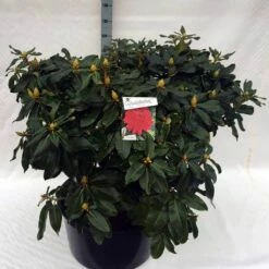 Rhododendron (Rhododendron 'Markeeta's Prize') -DIRECTPLANT Winkel rho. markeeta s prize c80 1