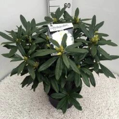 Rhododendron (Rhododendron 'Madame Masson') -DIRECTPLANT Winkel rho. mme masson c10 50 cm