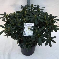 Rhododendron (Rhododendron 'Madame Masson') -DIRECTPLANT Winkel rho. mme masson c30