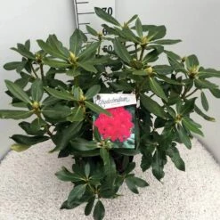 Rhododendron (Rhododendron 'Nova Zembla') -DIRECTPLANT Winkel rho. nova zembla c10 50 cm