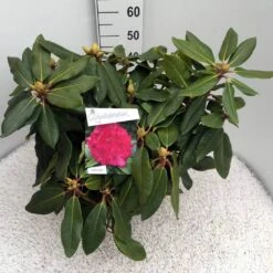 Rhododendron (Rhododendron 'American Beauty') -DIRECTPLANT Winkel rho. p. a. beauty c10 50 cm 1