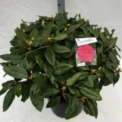 Rhododendron (Rhododendron 'American Beauty') -DIRECTPLANT Winkel rho. pierce amercian beauty c40 1
