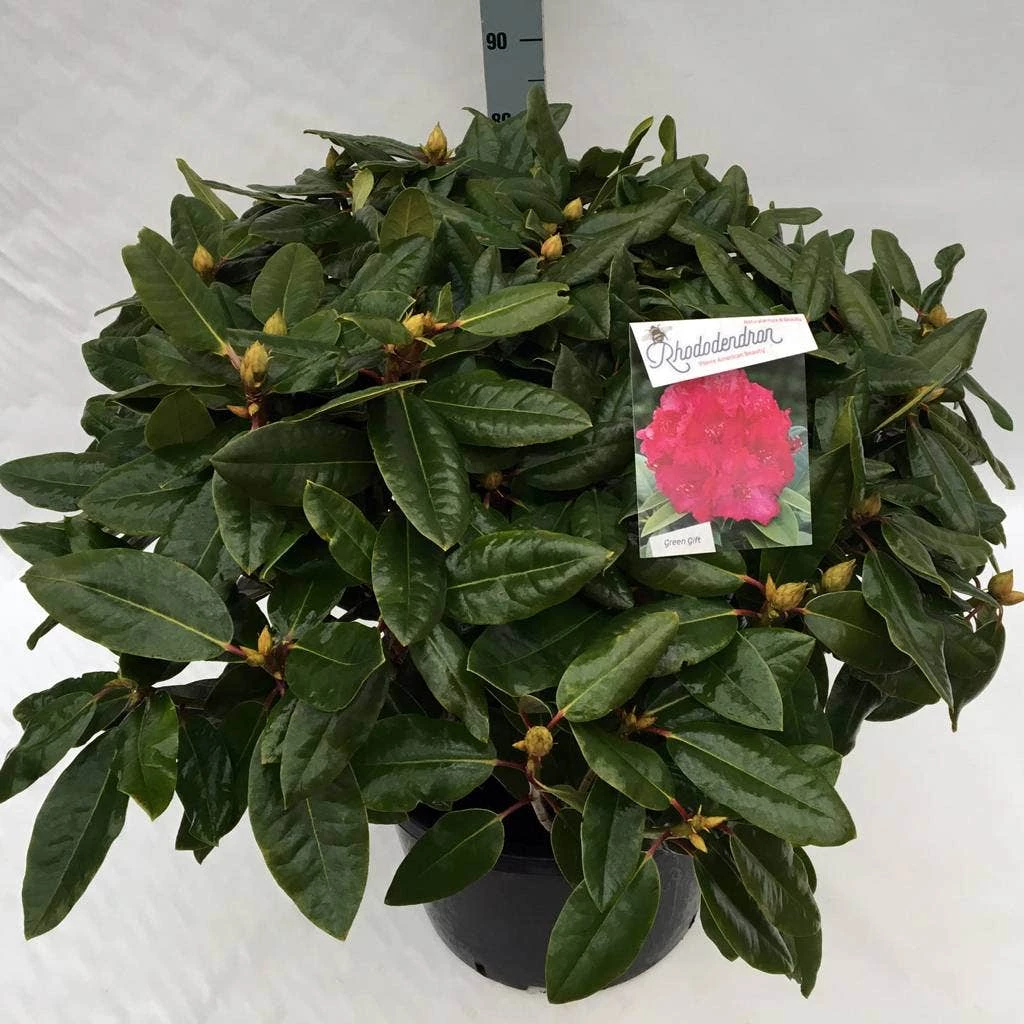 Rhododendron (Rhododendron 'American Beauty') 11 Rhododendron (Rhododendron 'American Beauty') - Afbeelding 9