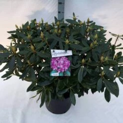 Bosrhododendron (Rhododendron Ponticum 'Roseum') -DIRECTPLANT Winkel rho. pont. roseum c30 1