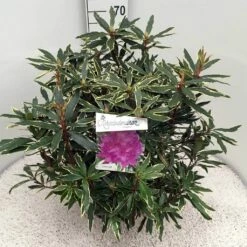 Bosrhododendron (Rhododendron Ponticum 'Variegatum') -DIRECTPLANT Winkel rho. pont. variegatum c10 50 cm
