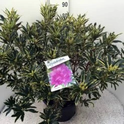 Bosrhododendron (Rhododendron Ponticum 'Variegatum') -DIRECTPLANT Winkel rho. pont. variegatum c20