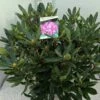Bosrhododendron (Rhododendron Ponticum 'Roseum') 2 Bosrhododendron (Rhododendron Ponticum 'Roseum') -DIRECTPLANT Winkel rho. ponticum roseum c20