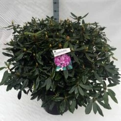Bosrhododendron (Rhododendron Ponticum 'Roseum') -DIRECTPLANT Winkel rho. ponticum roseum c40