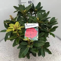 Rhododendron (Rhododendron 'Red Jack') 27 Rhododendron (Rhododendron 'Red Jack') -DIRECTPLANT Winkel rho. red jack c10 50 cm 1