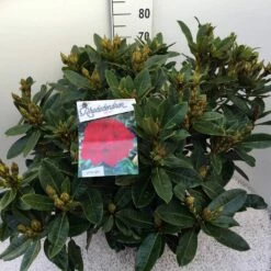 Rhododendron (Rhododendron 'Red Jack') -DIRECTPLANT Winkel rho. red jack c20 2