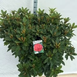 Rhododendron (Rhododendron 'Red Jack') -DIRECTPLANT Winkel rho. red jack c40 2
