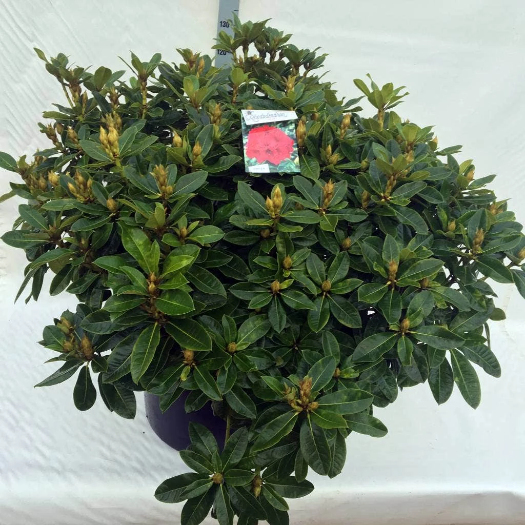 Rhododendron (Rhododendron 'Red Jack') 20 Rhododendron (Rhododendron 'Red Jack') - Afbeelding 18