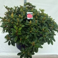 Rhododendron (Rhododendron 'Red Jack') -DIRECTPLANT Winkel rho. red jack c80 2