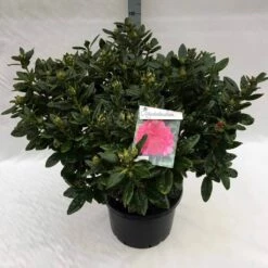 Rhododendron (Rhododendron 'Rocket') -DIRECTPLANT Winkel rho. rocket c40