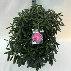 Rhododendron (Rhododendron 'Roseum Elegans') -DIRECTPLANT Winkel rho. roseum elegans c30 1