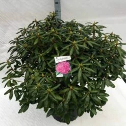 Rhododendron (Rhododendron 'Roseum Elegans') -DIRECTPLANT Winkel rho. roseum elegans c40