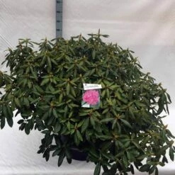 Rhododendron (Rhododendron 'Roseum Elegans') -DIRECTPLANT Winkel rho. roseum elegans c80 2