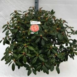Rhododendron (Rhododendron 'Virginia Richards') -DIRECTPLANT Winkel rho. virginia richards c40