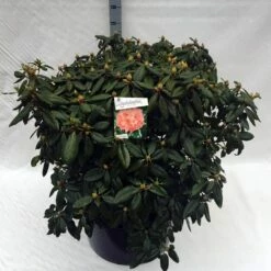 Rhododendron (Rhododendron 'Virginia Richards') -DIRECTPLANT Winkel rho. virginia richards c80