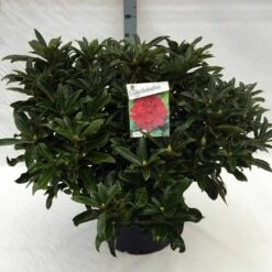 Rhododendron (Rhododendron 'Wilgen's Ruby') -DIRECTPLANT Winkel rho. wilgen ruby c40